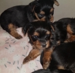 Beautiful Pedigree Yorkshire Terrier Puppies